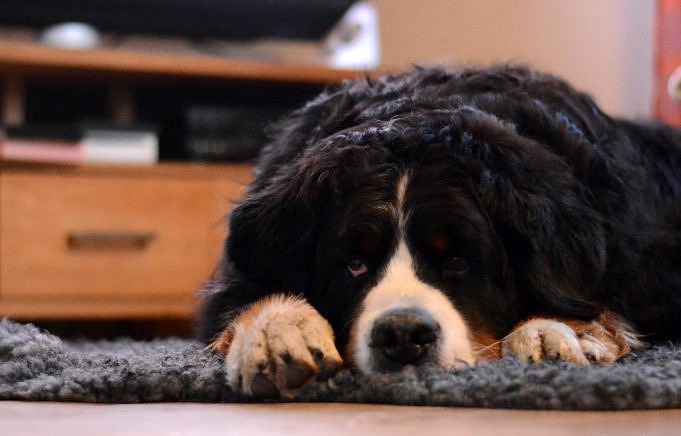 6 Bästa Fästing- Och Loppbehandlingar För Hundar - Den Ultimata Guiden