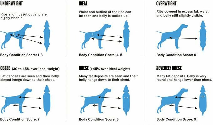 Fat Loss In Dogs Diet Plan, Health, Exercise & FAQ