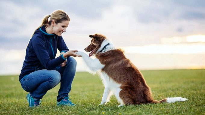 Hundens Kroppsspråk.Vilka 4 Saker Försöker Din Hund Berätta För Dig?