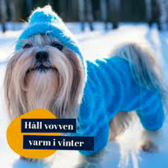 Hur Du Håller Din Hund Varm På Vintern
