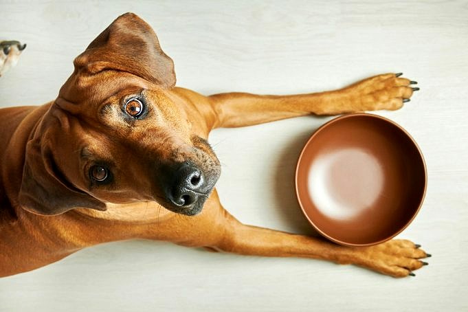 Kan Hundar äta Fläsk? När Man Ska Mata Den Och När Man Ska Undvika